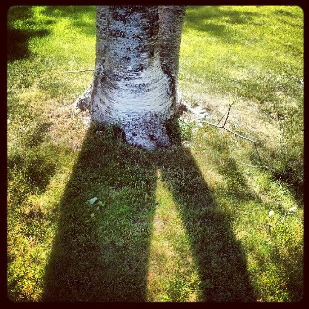 Tree Photograph - Birch #tree #shadow by Heather Hogan
