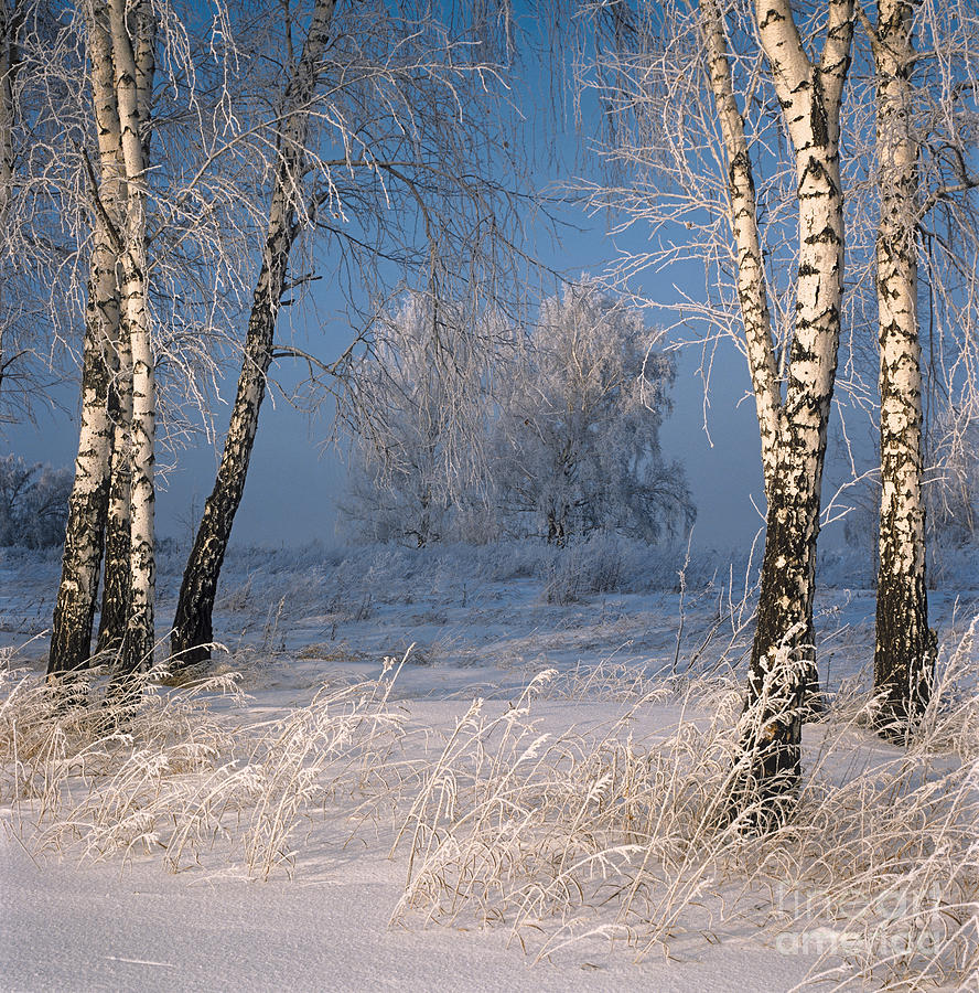 Birch trees. Frost    Photograph by Elena Filatova
