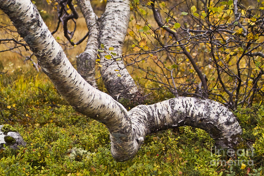 Tree Photograph - Birch Trees in Autumn Foliage by Heiko Koehrer-Wagner