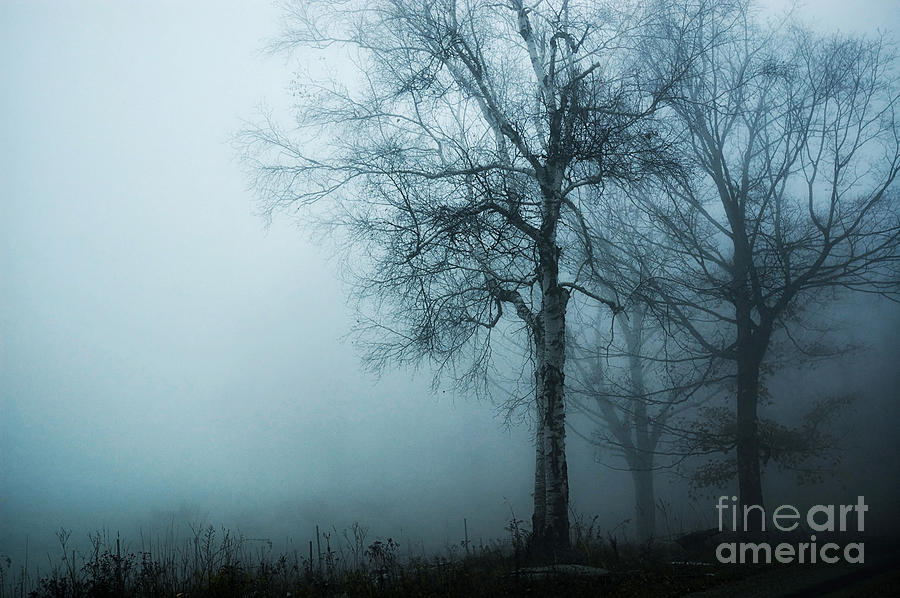 Fog Photograph - Birch Trees In Fog by HD Connelly
