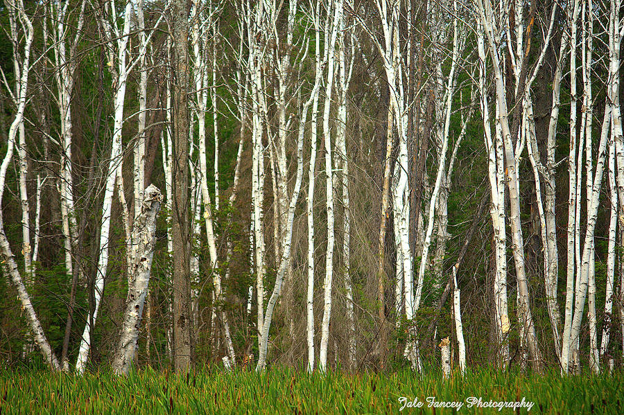 Birch Trees Photograph by Jale Fancey