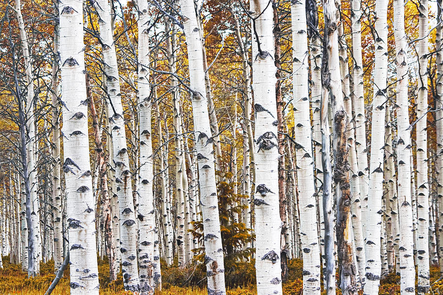 Birch Trees No.0644 Photograph