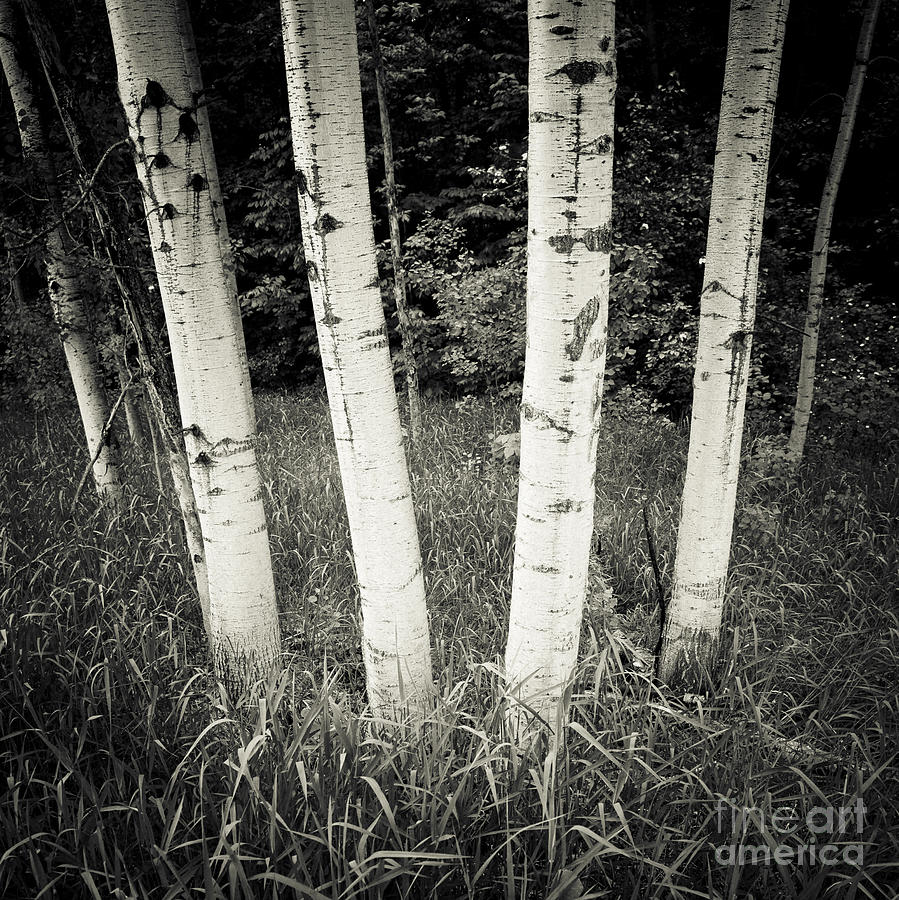 Birch Trees Photograph by RicharD Murphy