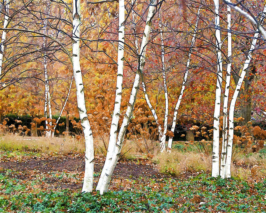 Birches Photograph by Betty Eich