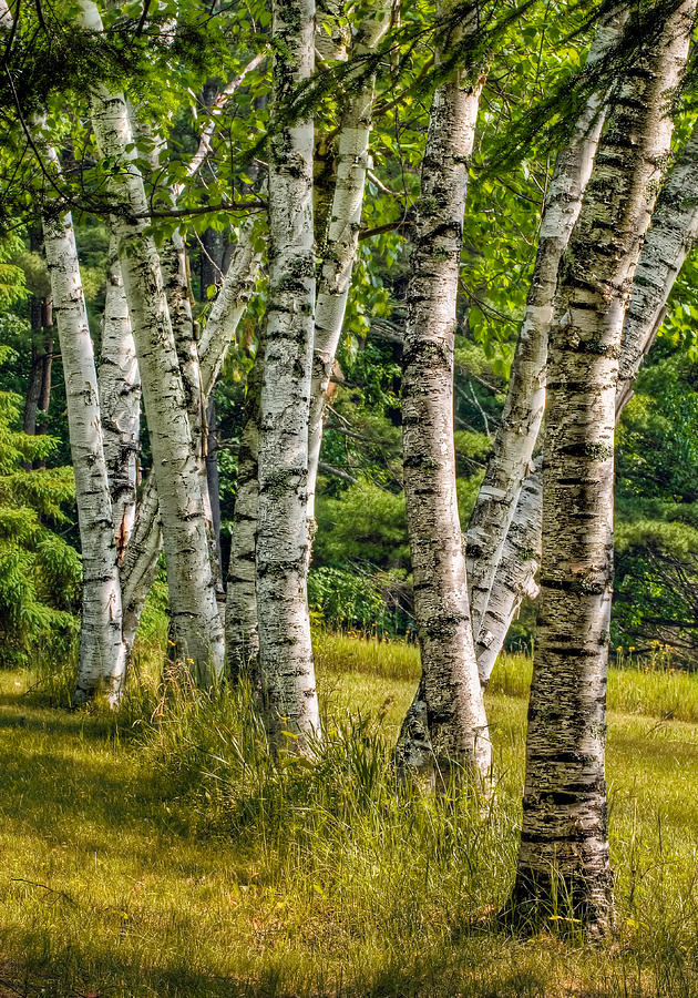Birches Photograph by Fred LeBlanc