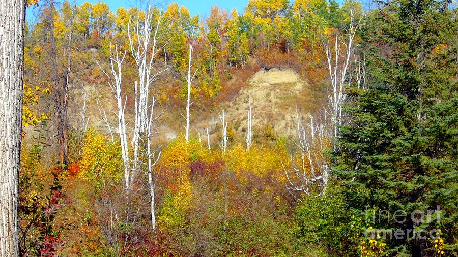 Birches in Autumn Photograph by Jim Sauchyn