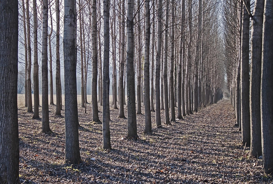 Birches In The Winter Photograph by Joana Kruse