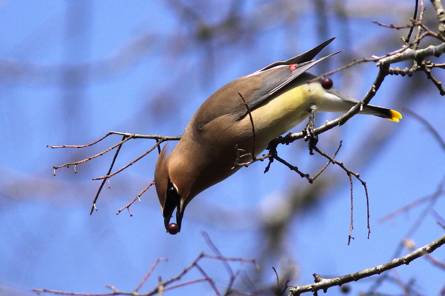 Bird - Cedar Waxwing - One at a Time Photograph by Travis Truelove