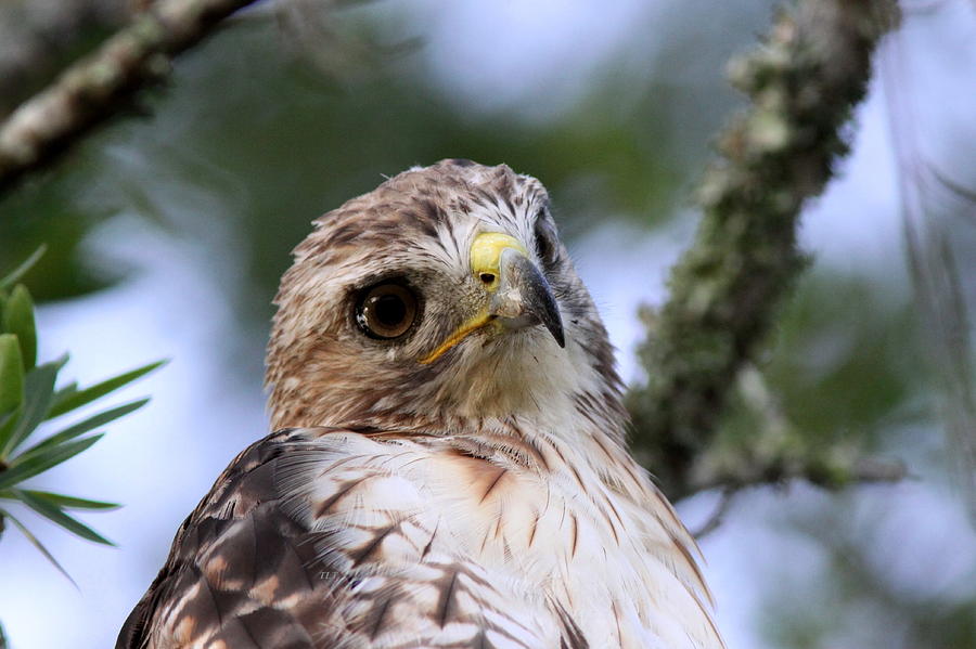 Bird - Red-tailed Hawk - Bashful Photograph by Travis Truelove
