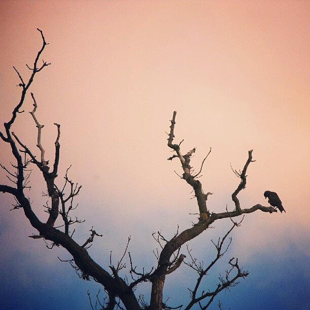Crow Photograph - Bird by Linandara Linandara