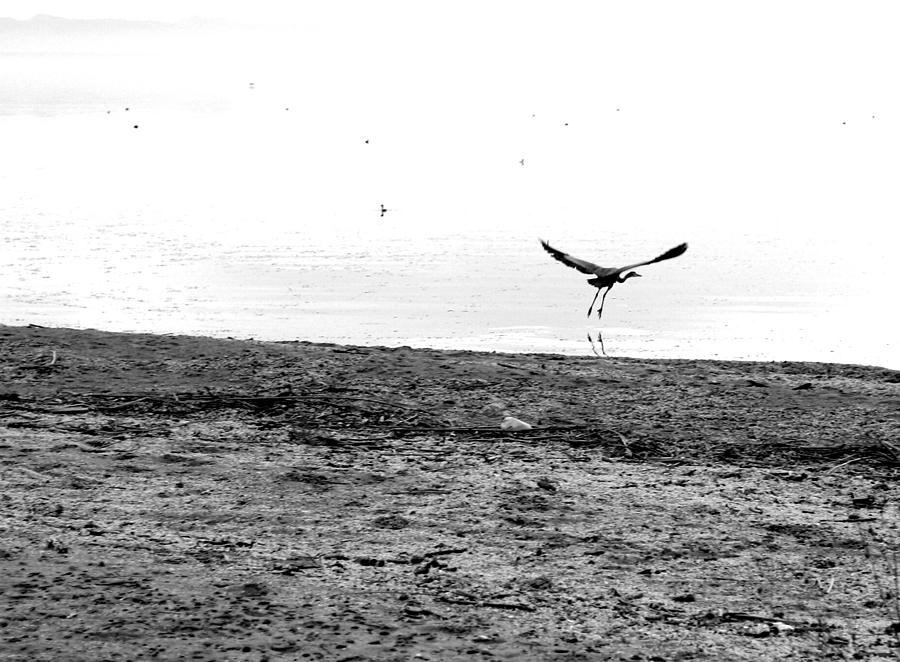 Bird and beach Photograph by Scott Brown