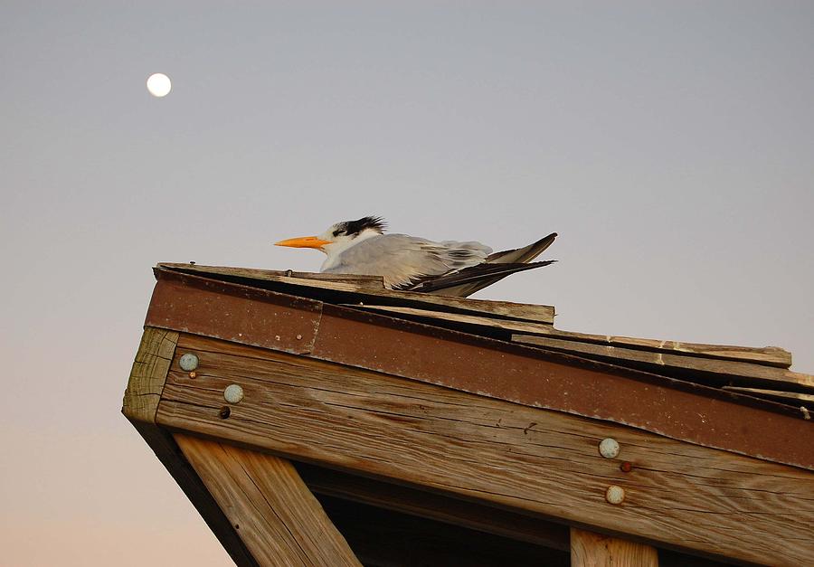 Bird and Moon in Naples Photograph by Judy Swerlick