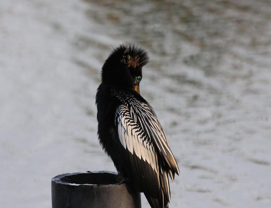 Bird at Merritt Island Wildlife Refuge Photograph by Jeanne Andrews