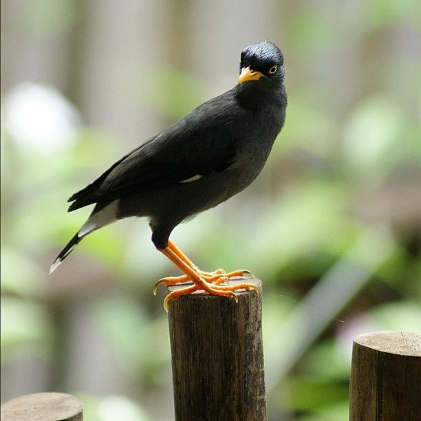 Bird at Singapore Zoo Photograph by Craig Finney
