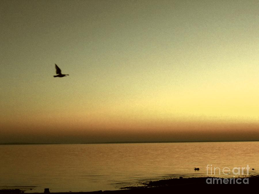 Bird at Sunrise - Sepia Photograph by Desiree Paquette