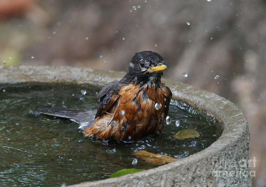 Robin Photograph - Bird bath fun time by Lori Tordsen
