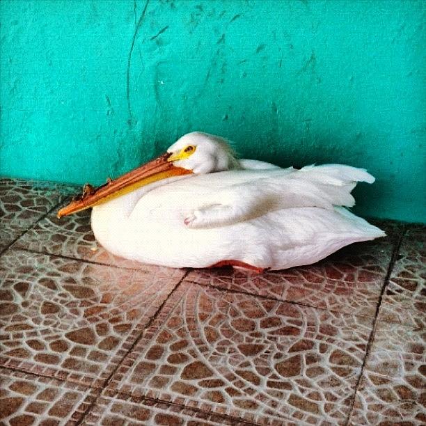 Pattern Photograph - #bird #beautiful #ocean #vacation by Marisag ☀✌