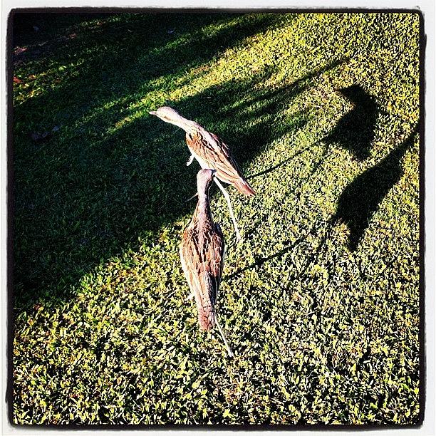 Feather Photograph - #bird #birds #birdsofinstagram #birding by Stealth One