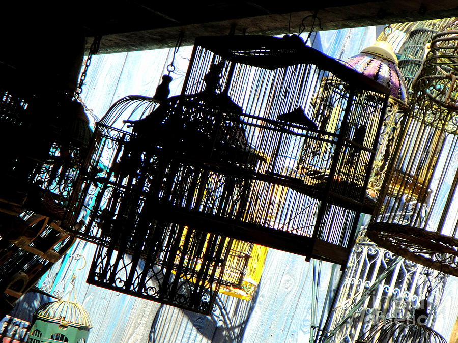 Bird Cages Photograph by Kevin Fortier