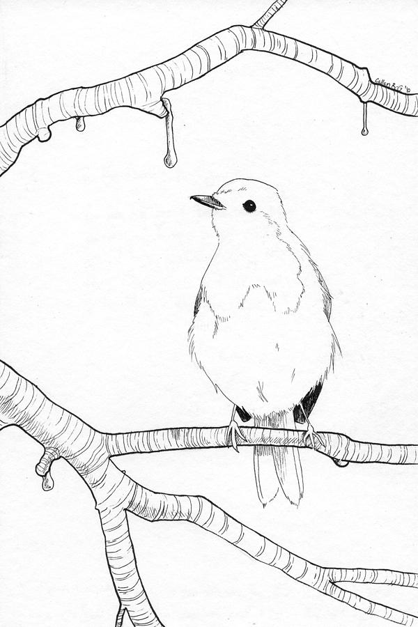 Winter Drawing - Bird by Callan Rogers-Grazado