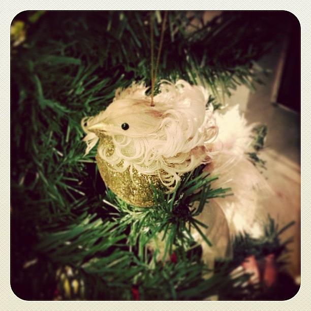 Christmas Photograph - #bird #christmas by Greta Olivas