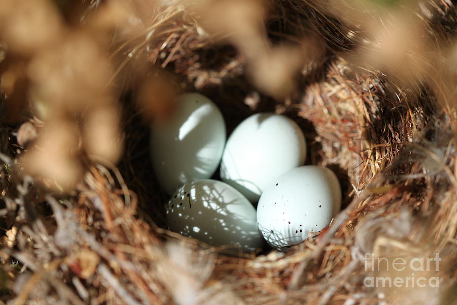 Bird Eggs Nest Photograph by Henrik Lehnerer