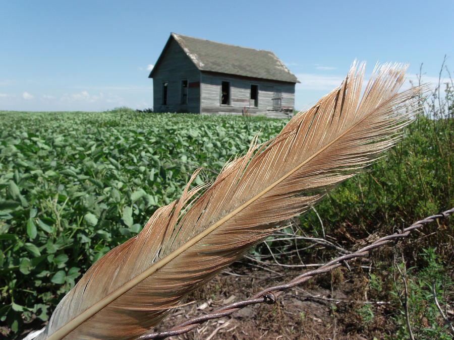 Bird Feather Farm Photograph by Brian Maloney - Fine Art America