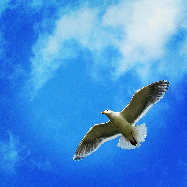 Bird Photograph - #bird #fly #sky #blue #0 by Kee Yen Yeo