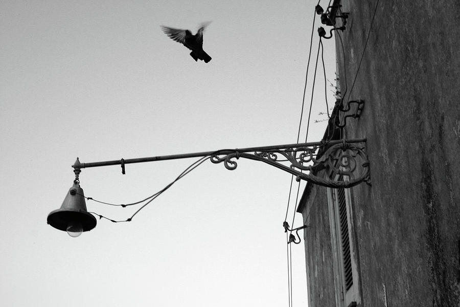 Bird Flying Photograph by La Dolce Vita