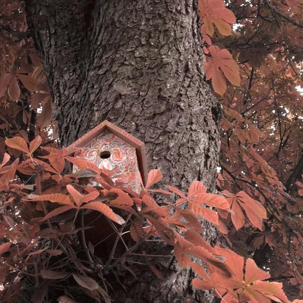Bird House Photograph by Luca Robi
