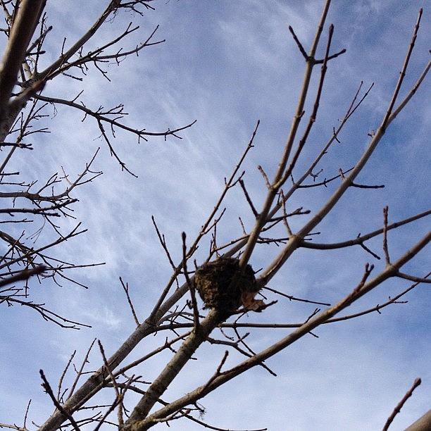 Tree Photograph - Bird House 😁#march #trees #sky #2012 by Art Rocha