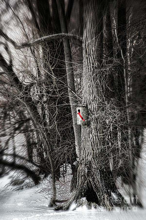 Bird house with red ribbon in the trees Photograph by Sandra Cunningham