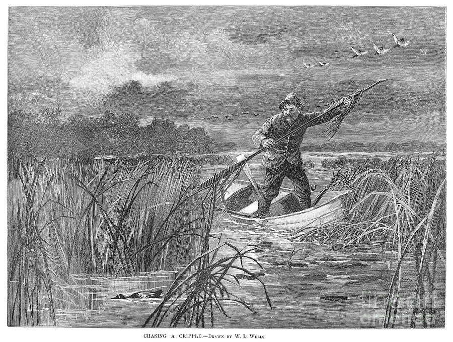 Bird Hunting, 1889 Photograph By Granger - Fine Art America