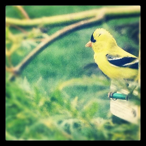 Nature Photograph - #bird #idaho #backyard #gold #finch by Cassidy Taylor