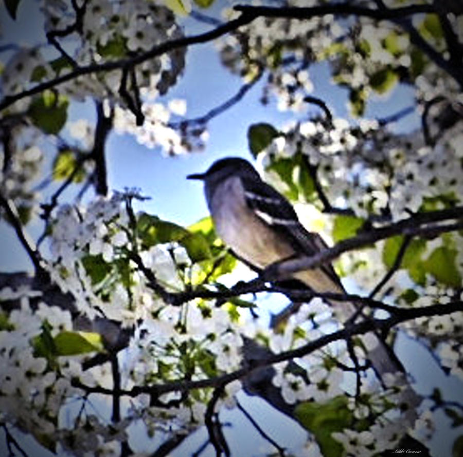 Bird in Cherry Blossom Tree Photograph by Mikki Cucuzzo
