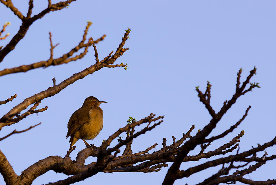 Bird in dry tree Photograph by Joab Souza | Fine Art America