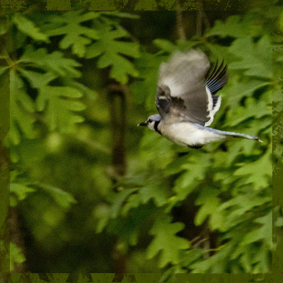 Bird in Flight Photograph by Shelley Bain