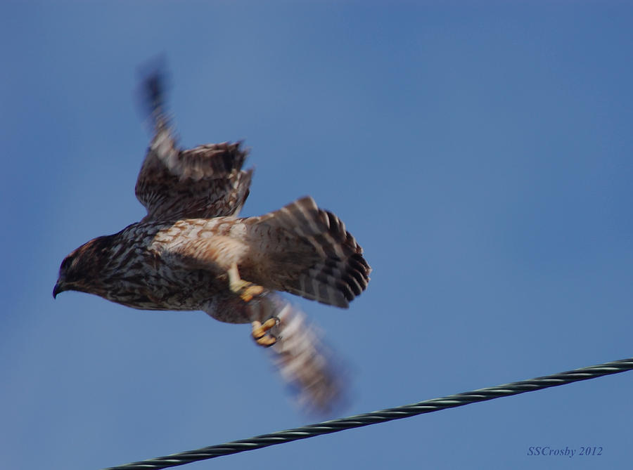 Bird in Flight Photograph by Susan Stevens Crosby