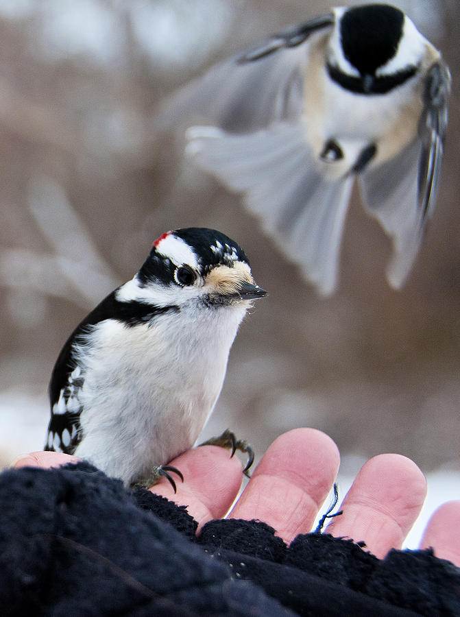 Bird in hand Photograph by Roni Chastain