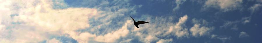 Bird in the sky Photograph by Sumit Mehndiratta
