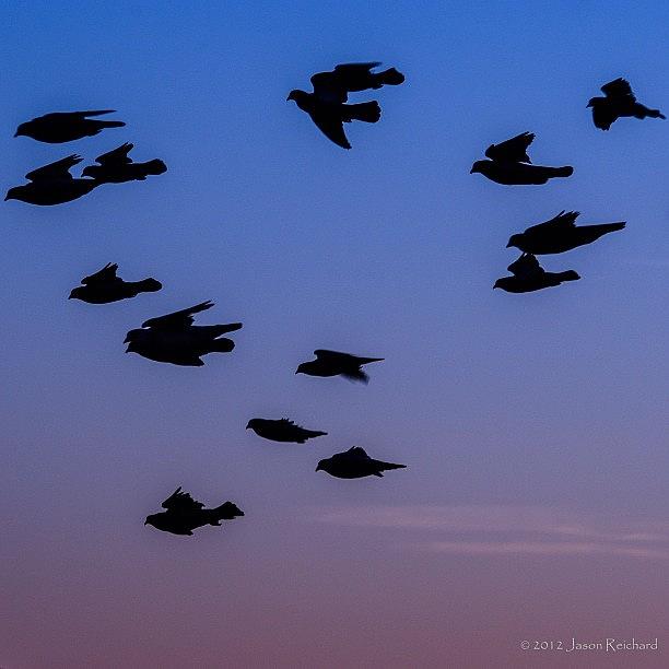 Nature Photograph - #bird #instagood #igers #instagramhub by Jason Reichard