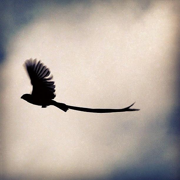 Animal Photograph - #bird #iphonesia #photoshop #sky #ig by Cara Lewis