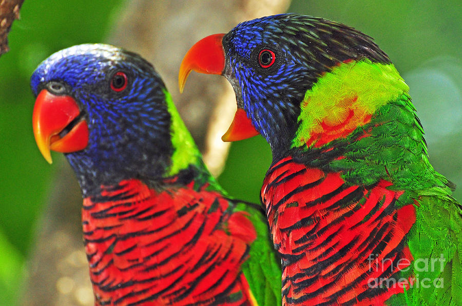 Bird Marriage Photograph by Susan Cliett