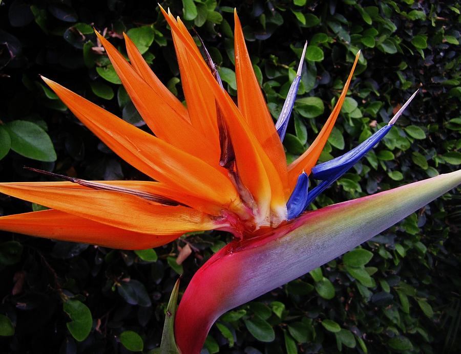 Bird Of Paradise 1 Photograph by Ami Tirana - Fine Art America