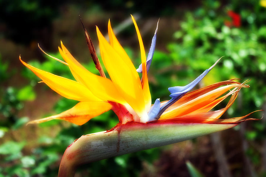 Bird of Paradise Photograph by Alisa Advani - Fine Art America