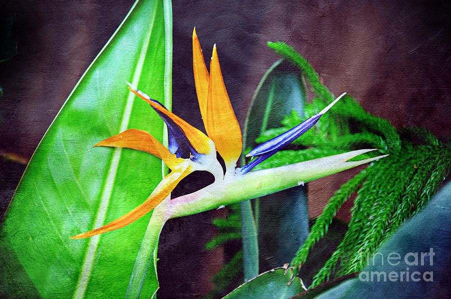 Bird of Paradise Photograph by Andee Design