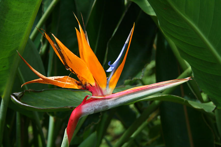 Bird of Paradise Photograph by Eric Gordon - Fine Art America