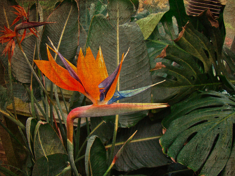 Bird of Paradise Flower - Crane Lily - Strelitzia reginae Photograph by Carol Senske
