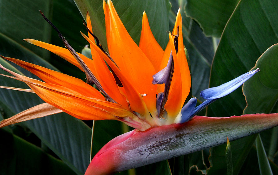 Bird-of-paradise Flower Photograph - Bird-of-paradise Flower Fine Art Print