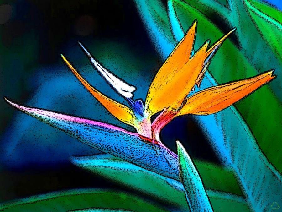 Bird of Paradise Flower Digital Art by Ben Freeman